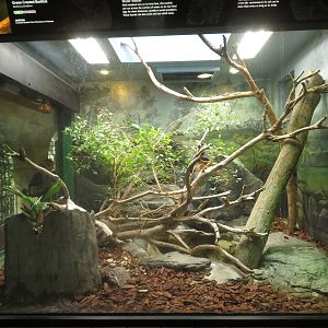 Basilisk/Anaconda Exhibit