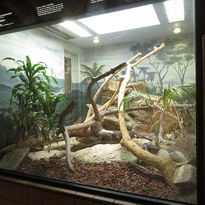 Sailfin Lizard Exhibit
