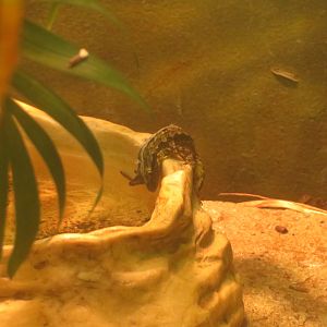 Wild Flat-tailed House Gecko