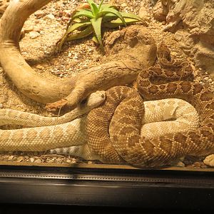 Catalina Island Rattlesnakes