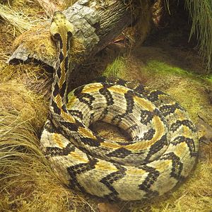 Timber Rattlesnake