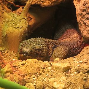 Chiapan Beaded Lizard