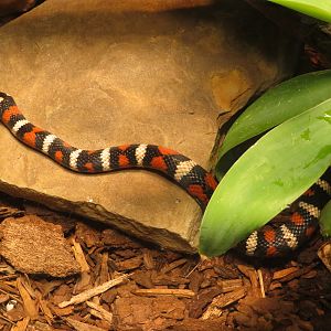 San Diego Mountain Kingsnake