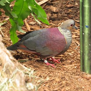 Crested Quail-Dove