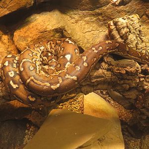 Angolan Python