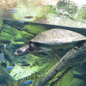 Red-headed Amazon River Turtle