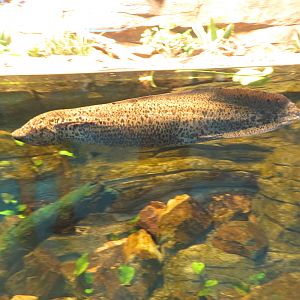 West African Lungfish