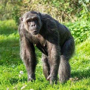 Male chimp (Grant) ZSL Whipsnade