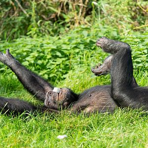 Male chimp (Phil), ZSL Whipsnade