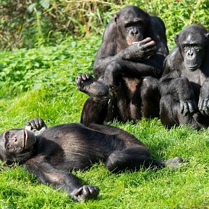 Chimps, ZSL Whipsnade