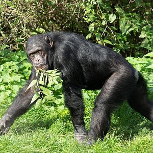 Male chimp (Phil), ZSL Whipsnade