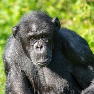 Female chimp (Bonnie), ZSL Whipsnade