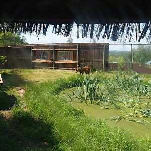 Part of Maned wolf exhibit - Former aviary, 2023-05-19