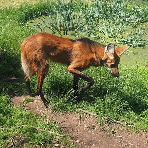 Maned wolf (Chrysocyon brachyurus), 2023-05-19