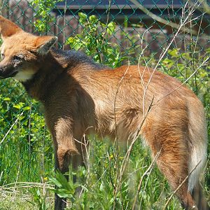 Maned wolf (Chrysocyon brachyurus), 2023-05-19