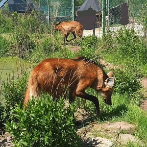 Maned wolves (Chrysocyon brachyurus), 2023-05-19