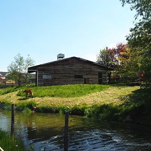 Maned wolf exhibit, 2023-05-19