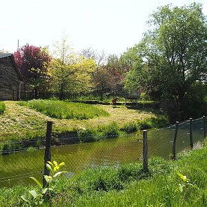Maned wolf exhibit, 2023-05-19