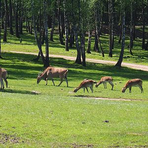Common elands (Tragelaphus oryx) and Red lechwes (Kobus leche leche), 2023-05-19
