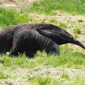 Giant anteater (Myrmecophaga tridactyla), 2023-05-19