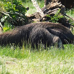 Giant anteater (Myrmecophaga tridactyla), 2023-05-19