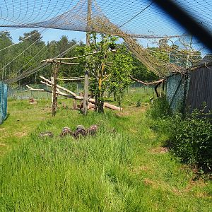 Red-legged seriema aviary, 2023-05-19