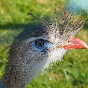 Red-legged seriema (Cariama cristata), 2023-05-19