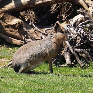 Patagonian mara (Dolichotis patagonum), 2023-05-19