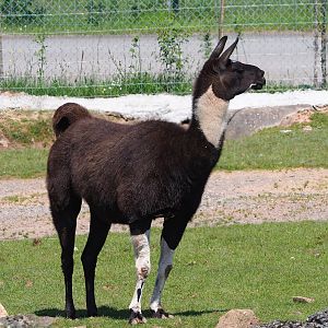 Llama (Lama glama), 2023-05-19