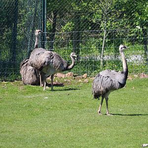Greater rheas, 2023-05-19