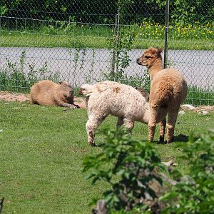 Alpacas (Vicugna pacos) and Capybaras (Hydrochoerus hydrochaeris), 2023-05-19