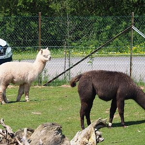 Alpaca (Vicugna pacos) and Llama (Lama glama), 2023-05-19