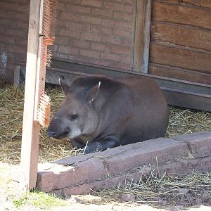 South American tapir (Tapirus terrestris), 2023-05-19