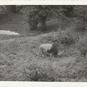 Lion at Whipsnade Zoo - taken circa August/September 1960