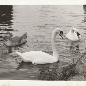 Swans at Whipsnade Zoo - taken circa August/September 1960