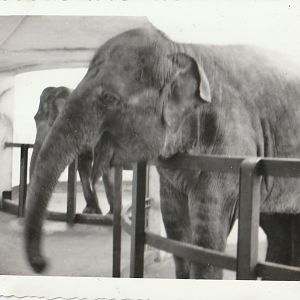 Asian Elephants at Whipsnade Zoo - taken circa August/September 1960