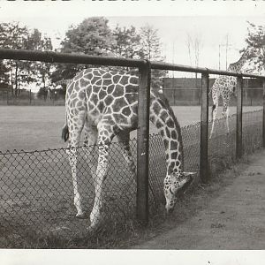 Reticulated Giraffes at Whipsnade Zoo - taken circa August/September 1960