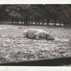 Indian Rhinoceros at Whipsnade Zoo - taken circa August/September 1960