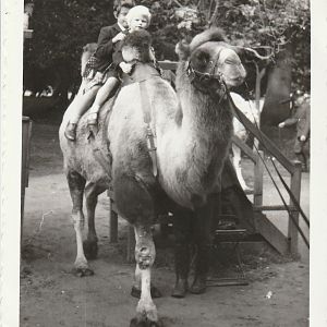 Camel ride at Whipsnade Zoo - taken circa August/September 1960
