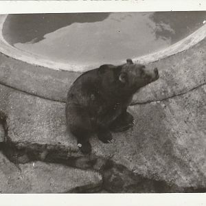 Brown Bear at Whipsnade Zoo - taken circa August/September 1960