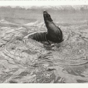 California Sealion at Whipsnade Zoo - taken circa August/September 1960