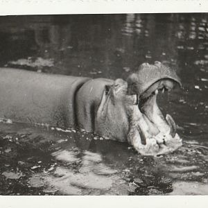Common Hippopotamus at Whipsnade Zoo - taken circa August/September 1960