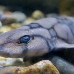 Chain Catshark (Scyliorhinus retifer)