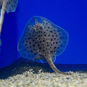 Little Skate (Leucoraja erinacea)