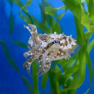 Stumpy-Spined Cuttlefish (Sepia bandensis)