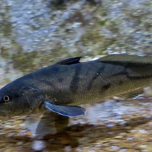 Northern Kingfish (Menticirrhus saxatilis)