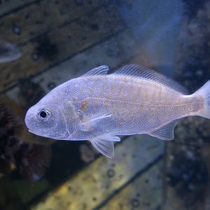 Spot Croaker (Leiostomus xanthurus)