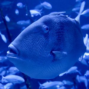 Gray Triggerfish (Balistes capriscus)