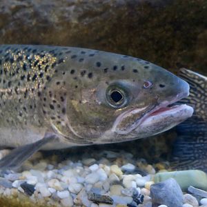 Atlantic Salmon (Salmo salar)