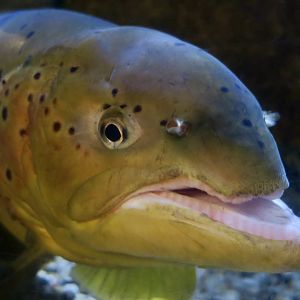Brown Trout (Salmo trutta)
